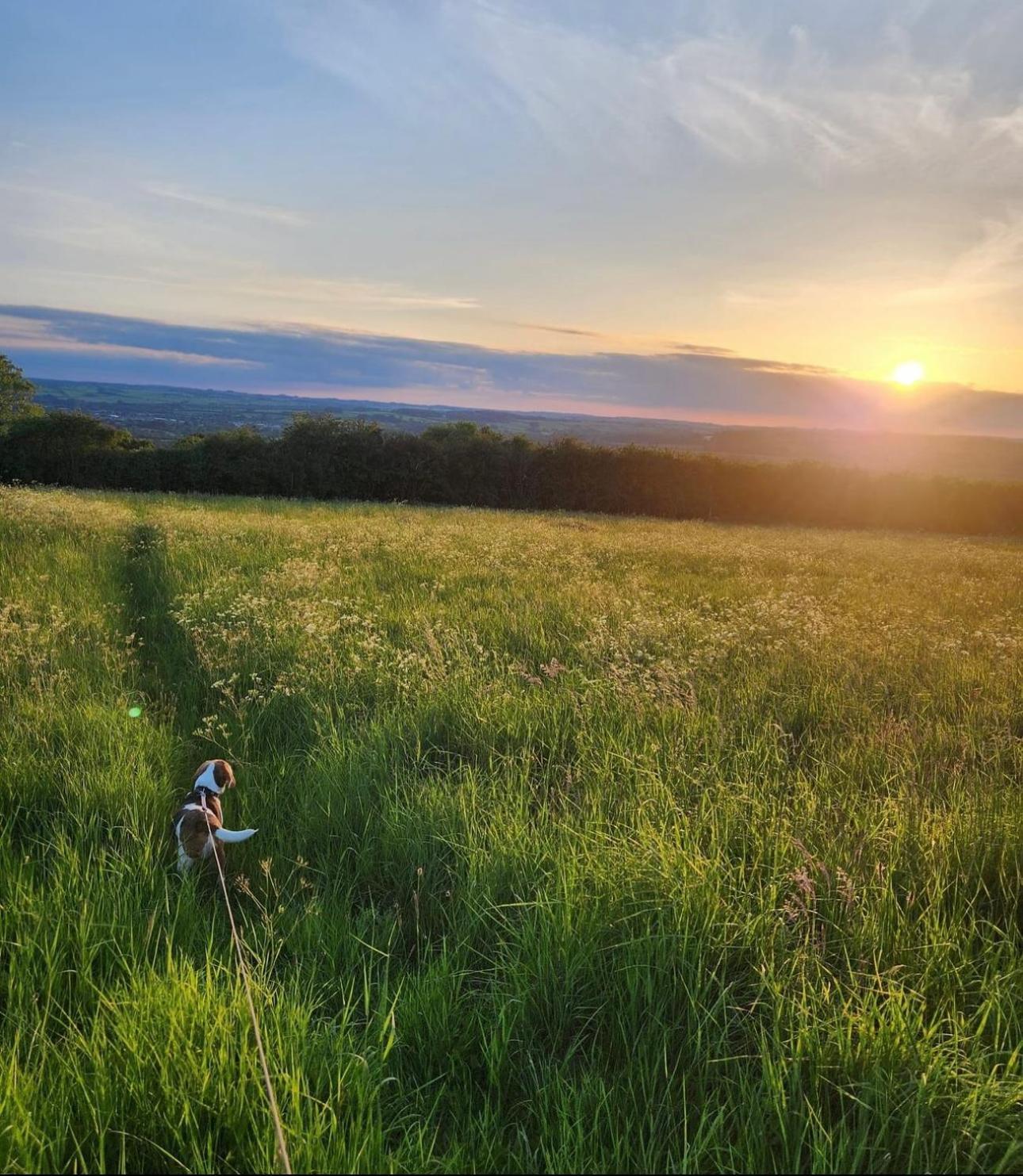 Eagle Cottage - Charming Cotswolds Getaway, Dog Friendly Wyck Rissington Экстерьер фото